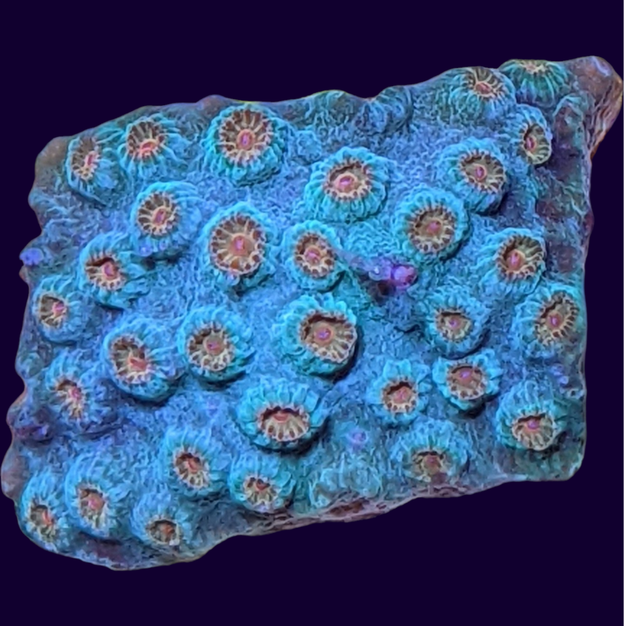 Meteor Shower Cyphastrea