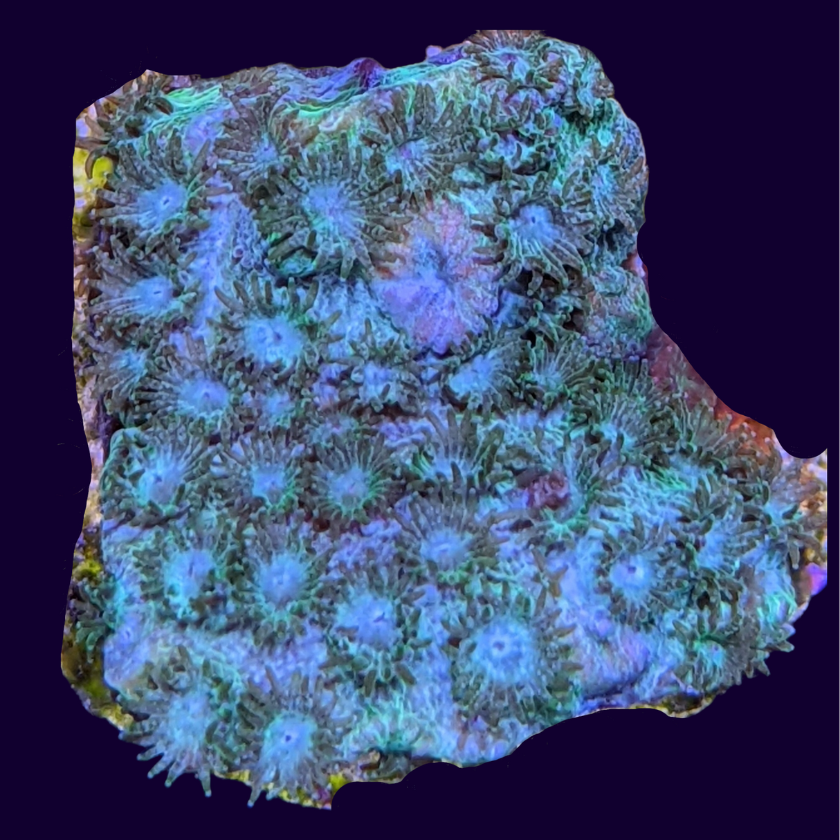 Bright Green Cyphastrea