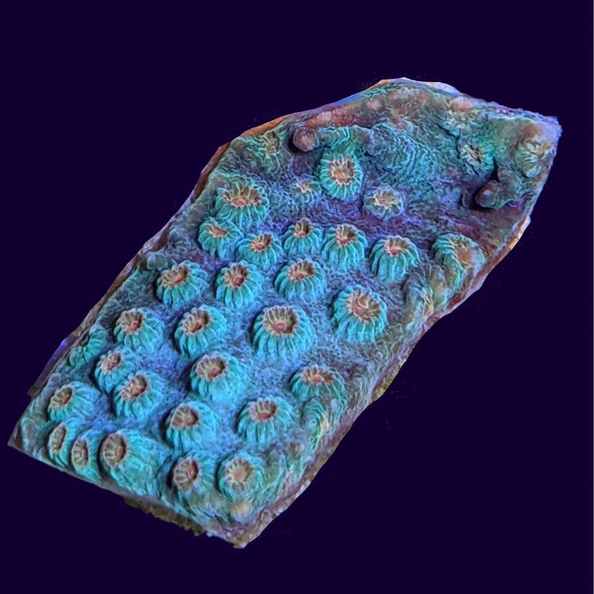 Meteor Shower Cyphastrea