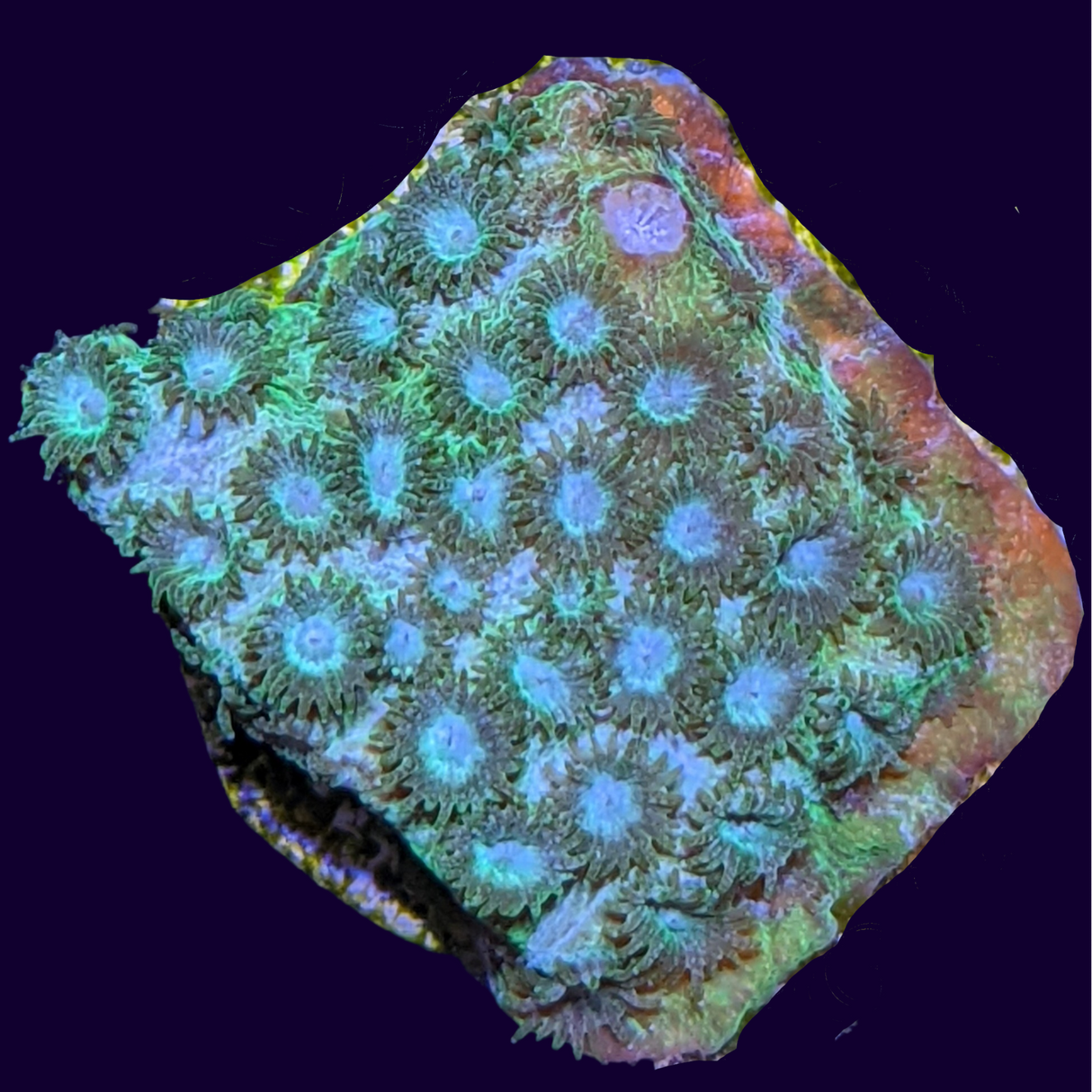 Bright Green Cyphastrea