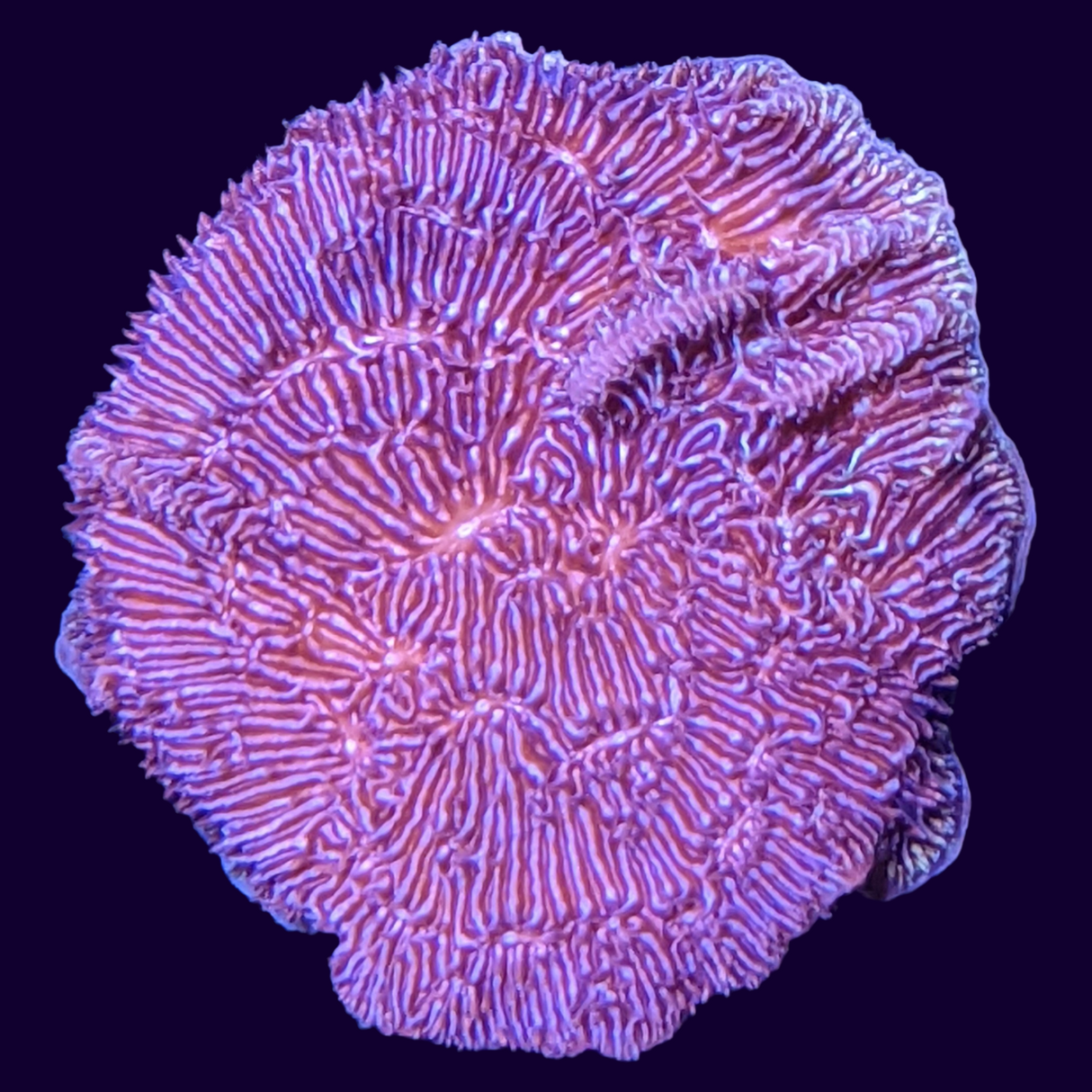 Deep Purple Pavona (UK Grown)