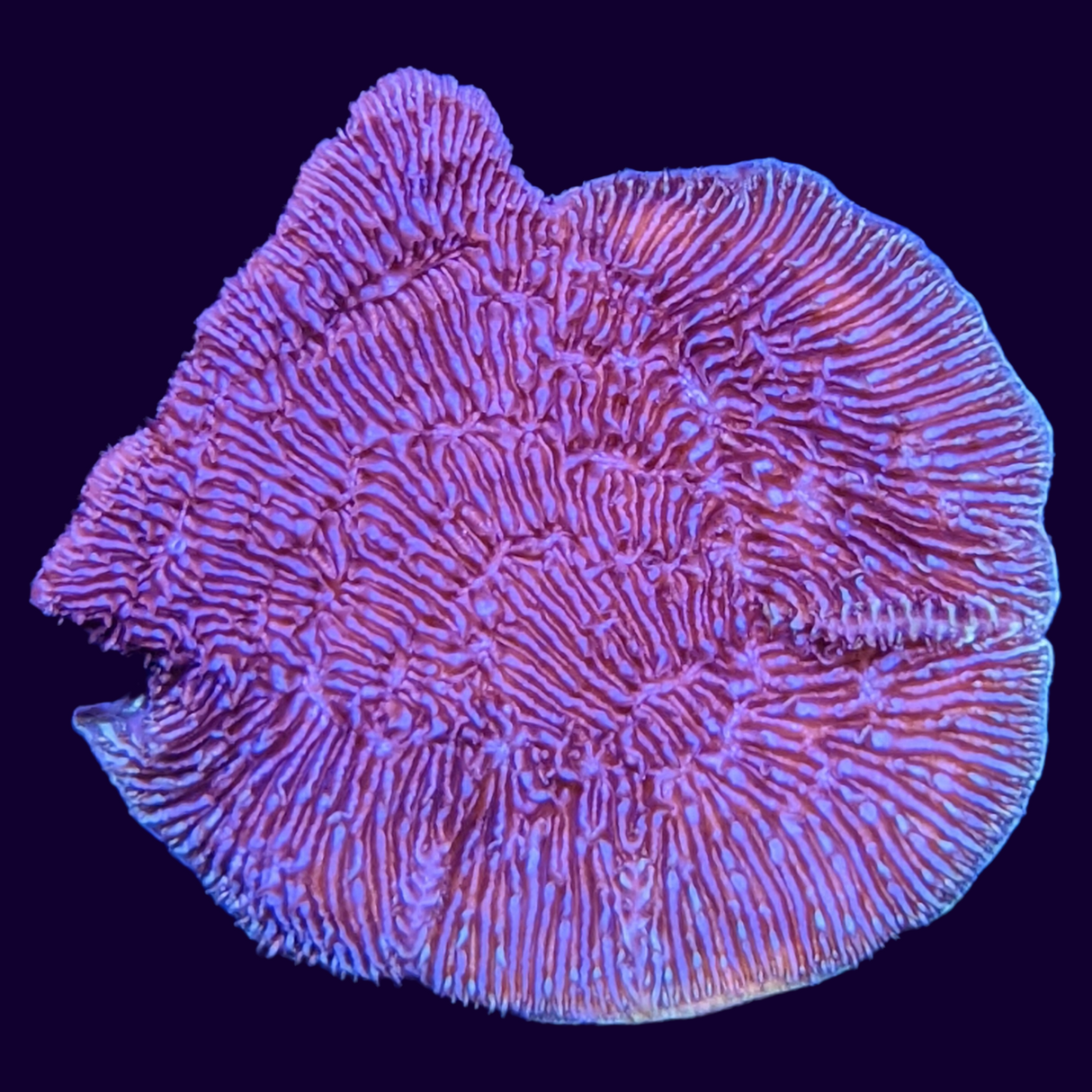 Deep Purple Pavona (UK Grown)