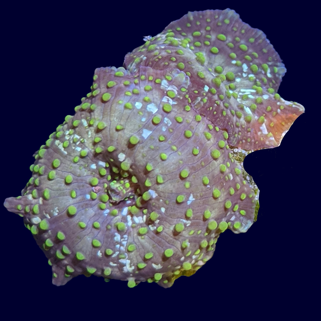 Green Spot Mushroom (UK Grown)