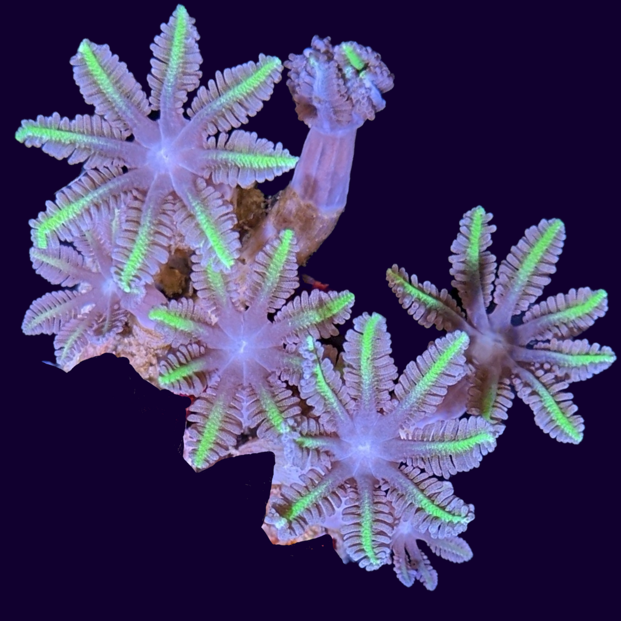 Clove Polyps