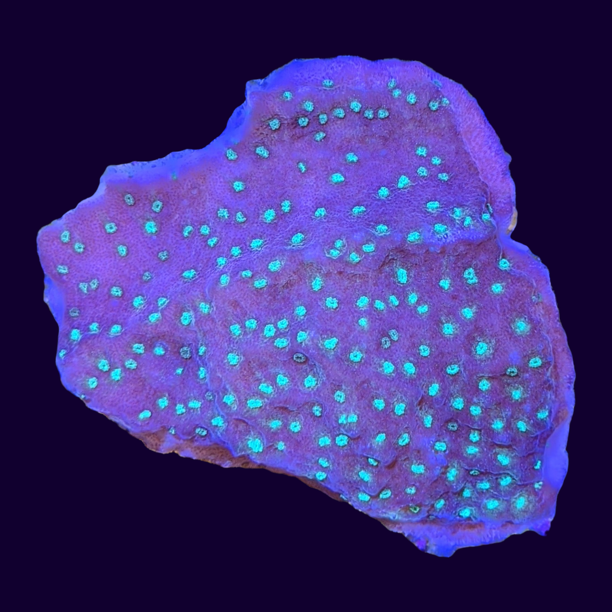 Sunset Montipora (UK Grown)
