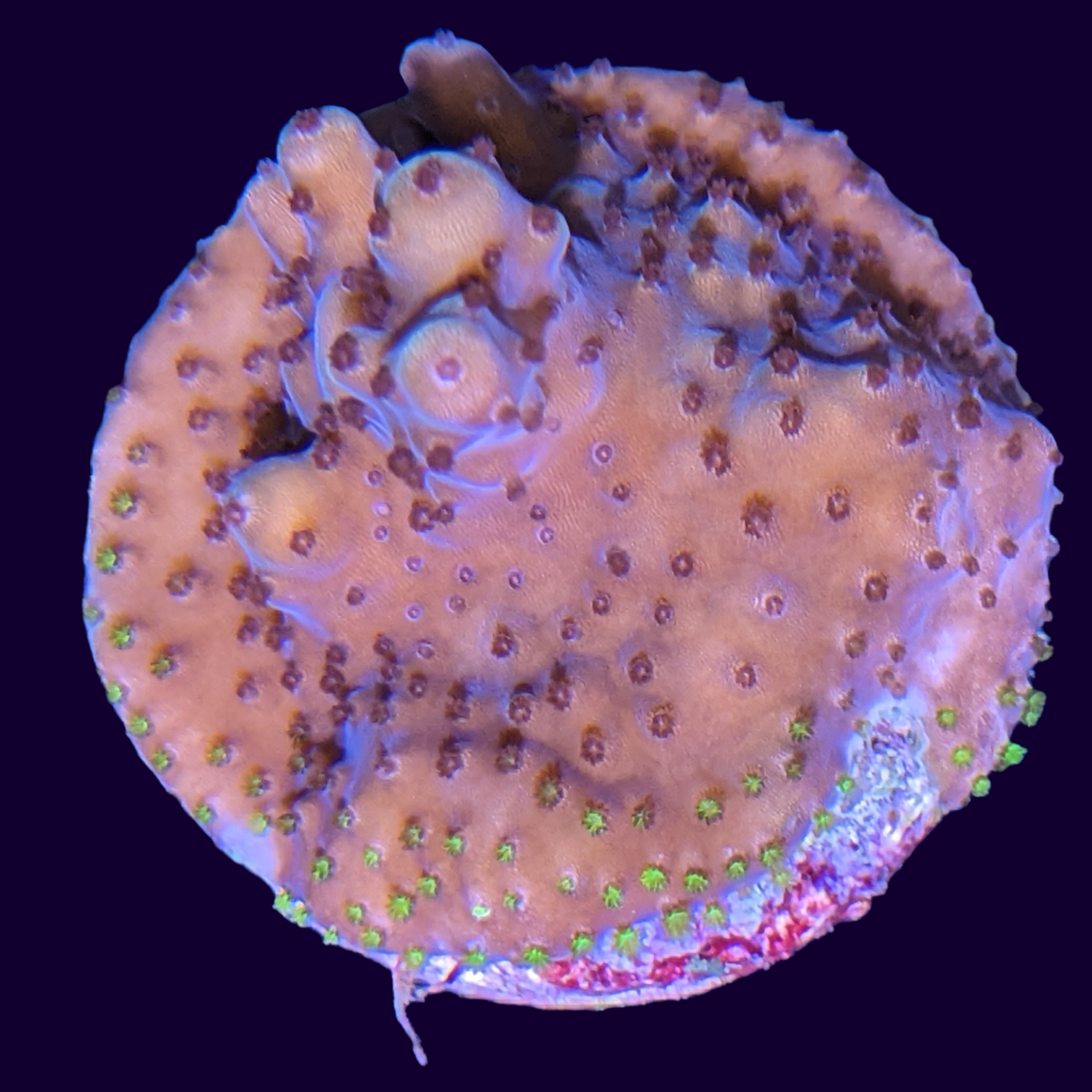 Acropora Frag (UK Grown)