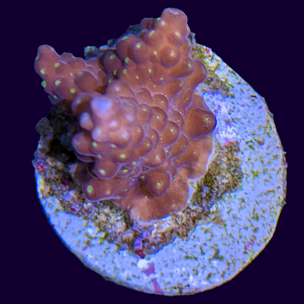 Acropora Frag (UK Grown)
