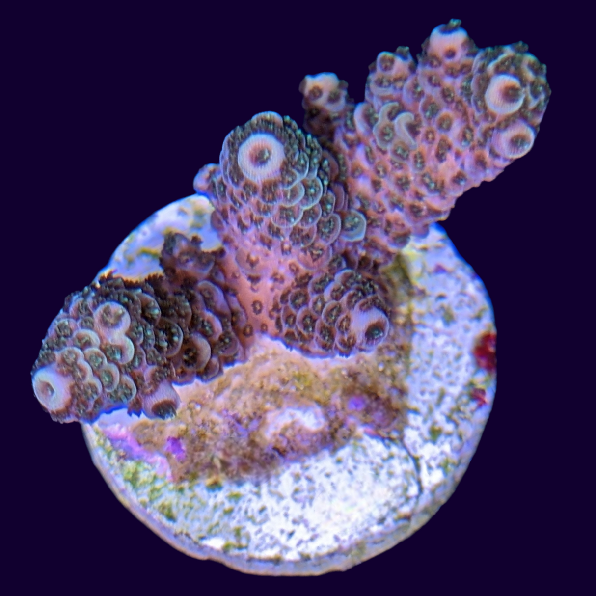 Acropora millepora Frag (UK Grown)