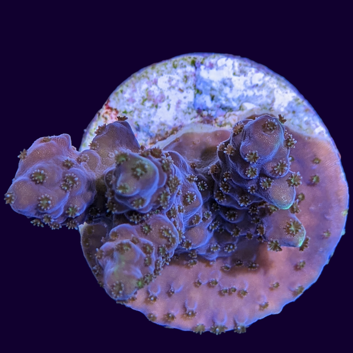 Acropora Frag (UK Grown)