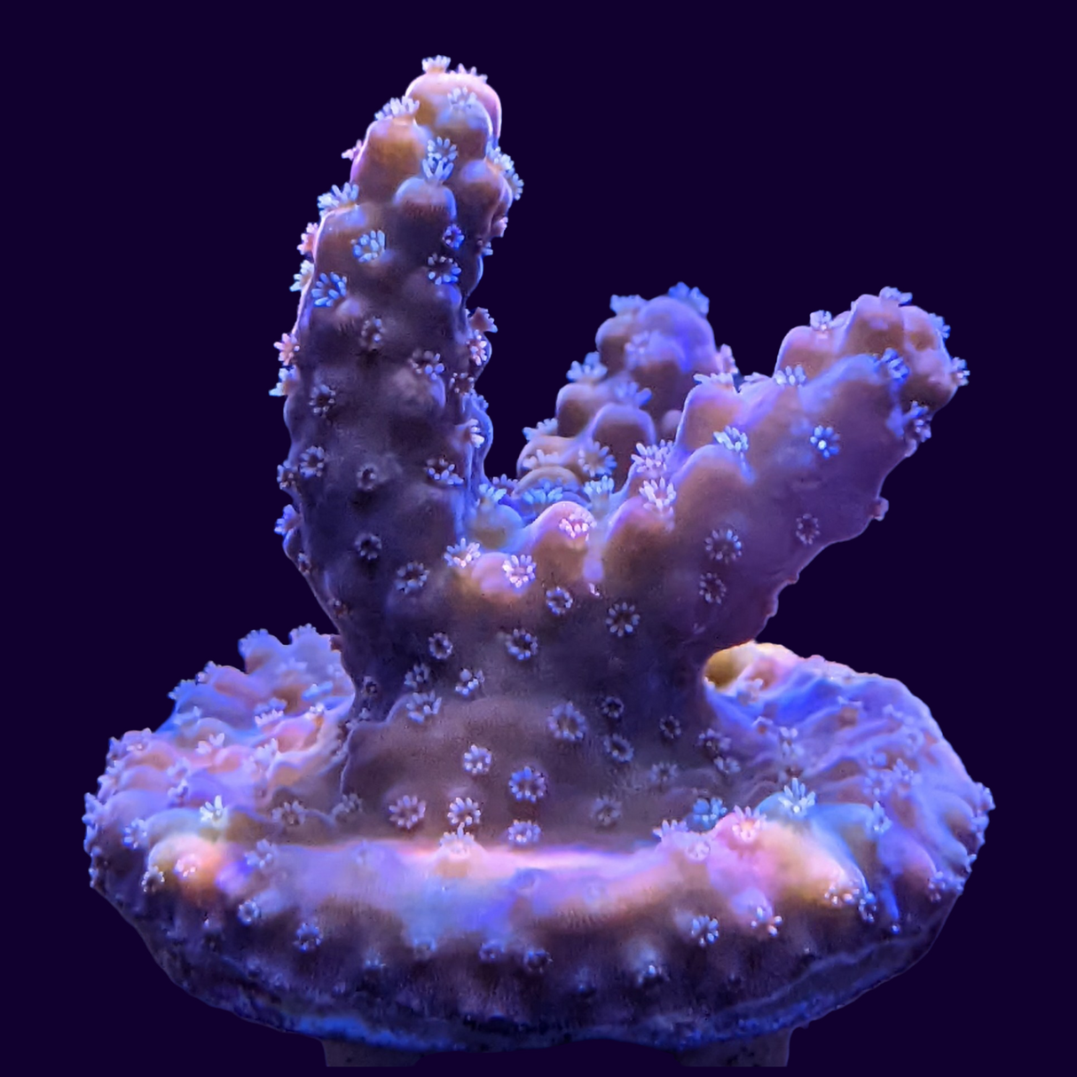 Acropora Frag (UK Grown)