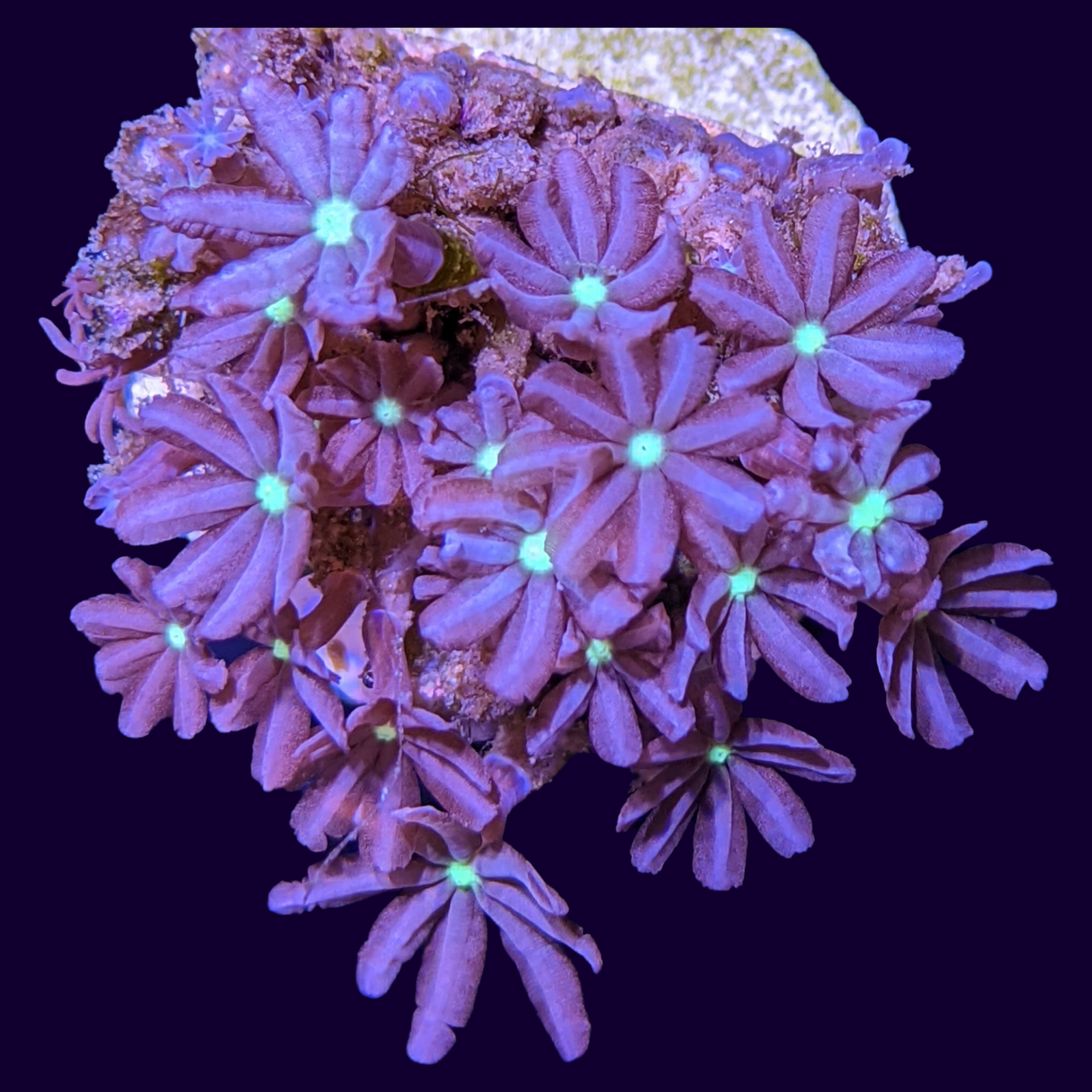 Knopia Jasmine Polyps