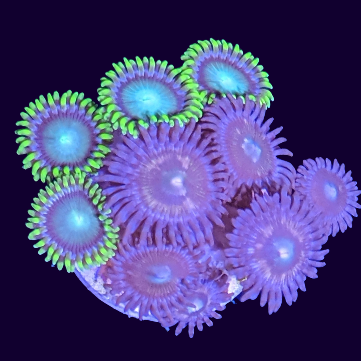 Mixed Zoa Mini Colony