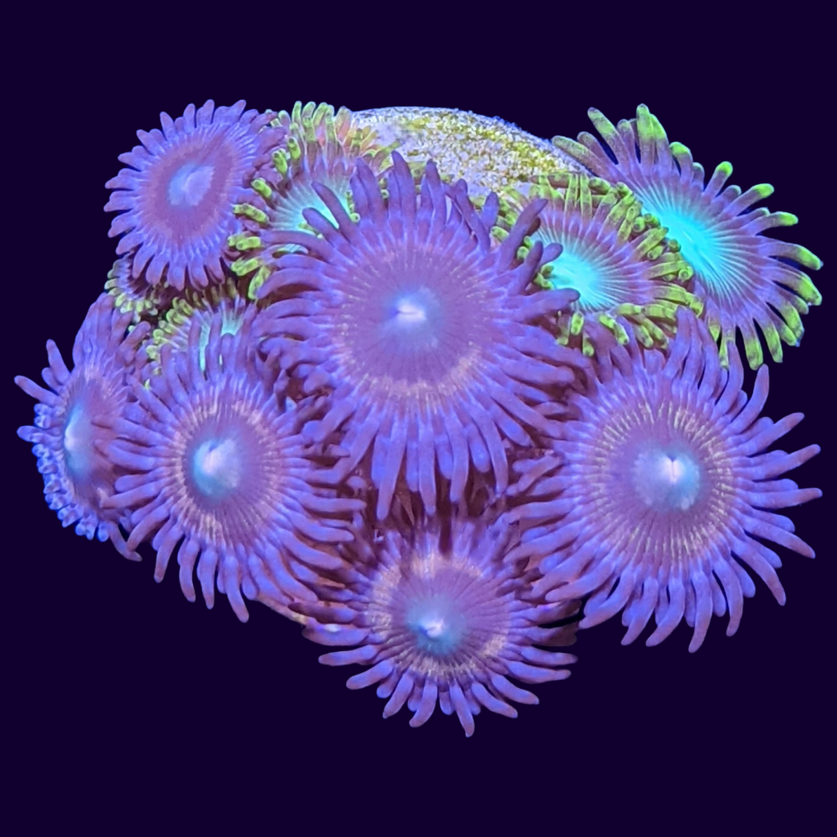 Mixed Zoa Mini Colony