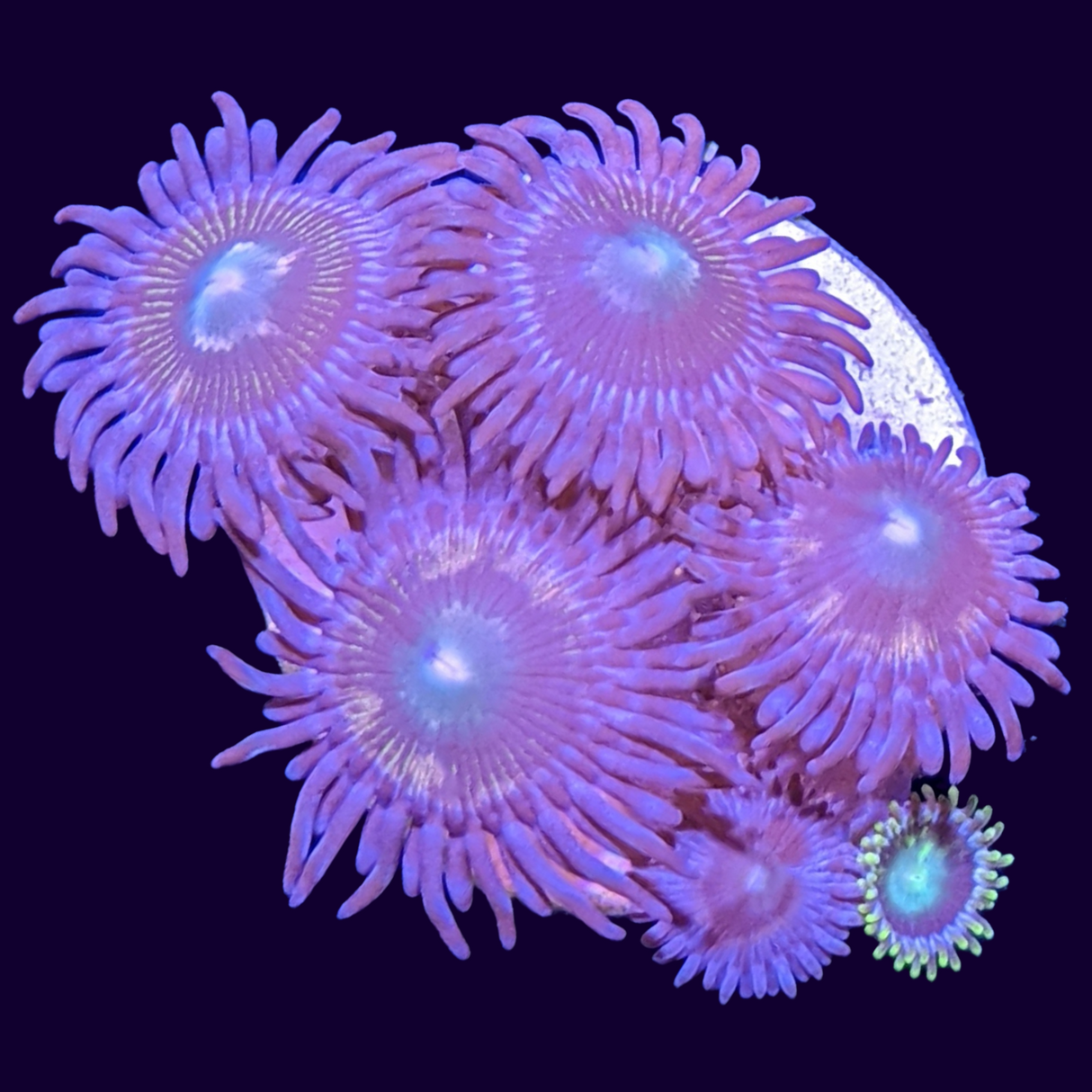 Mixed Zoa Mini Colony