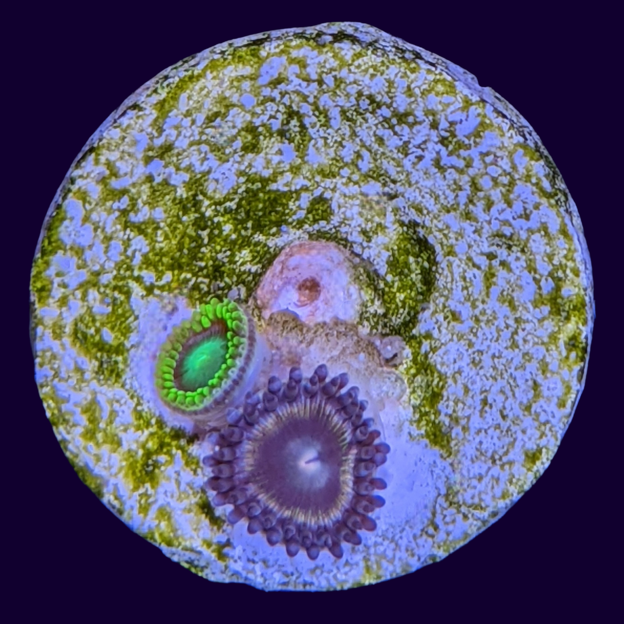 Mixed Zoa Frag (UK Grown)