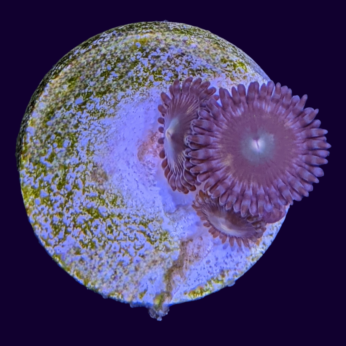Zoa Frag (UK Grown)