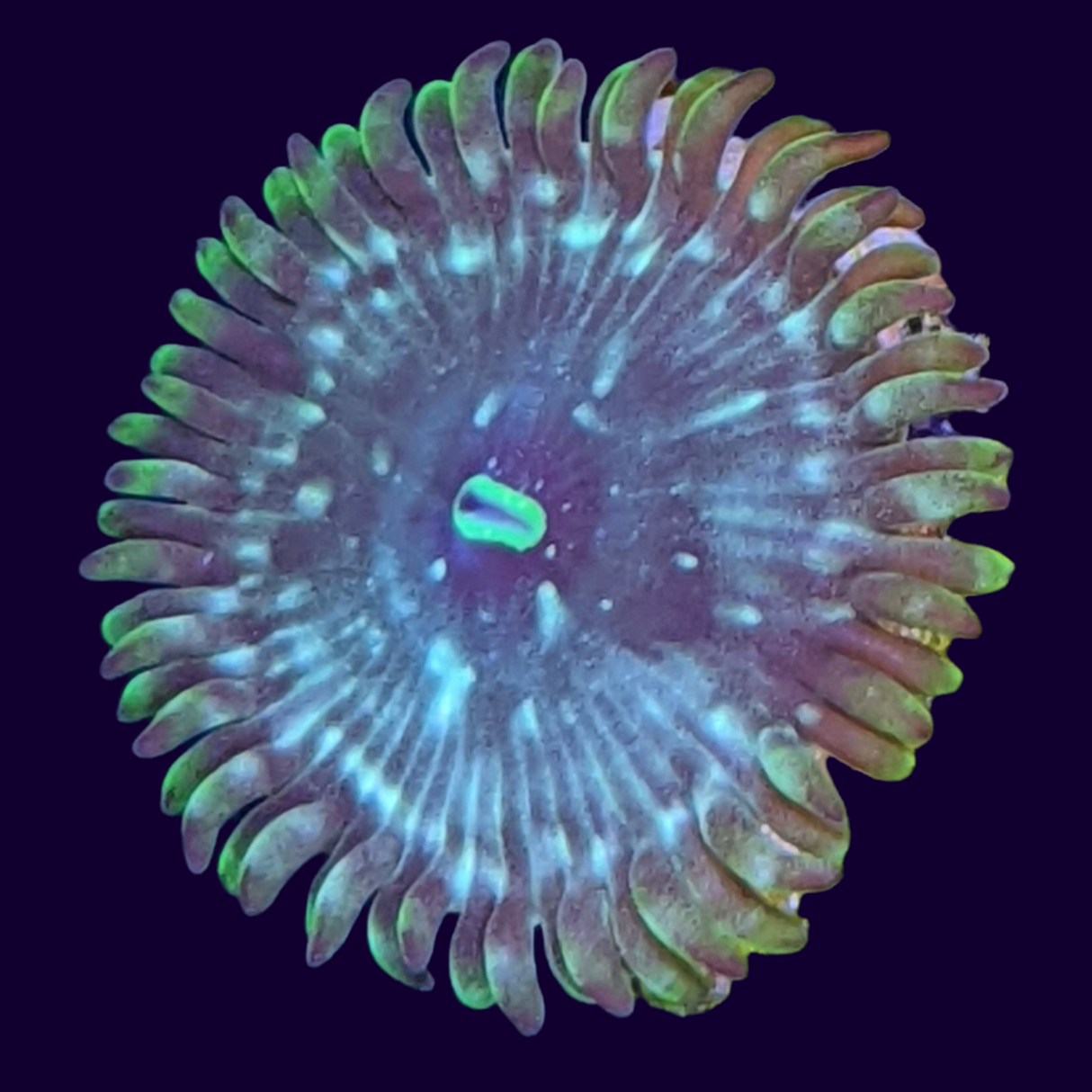 Hawaiian People Eater Zoa Frag (UK Grown)