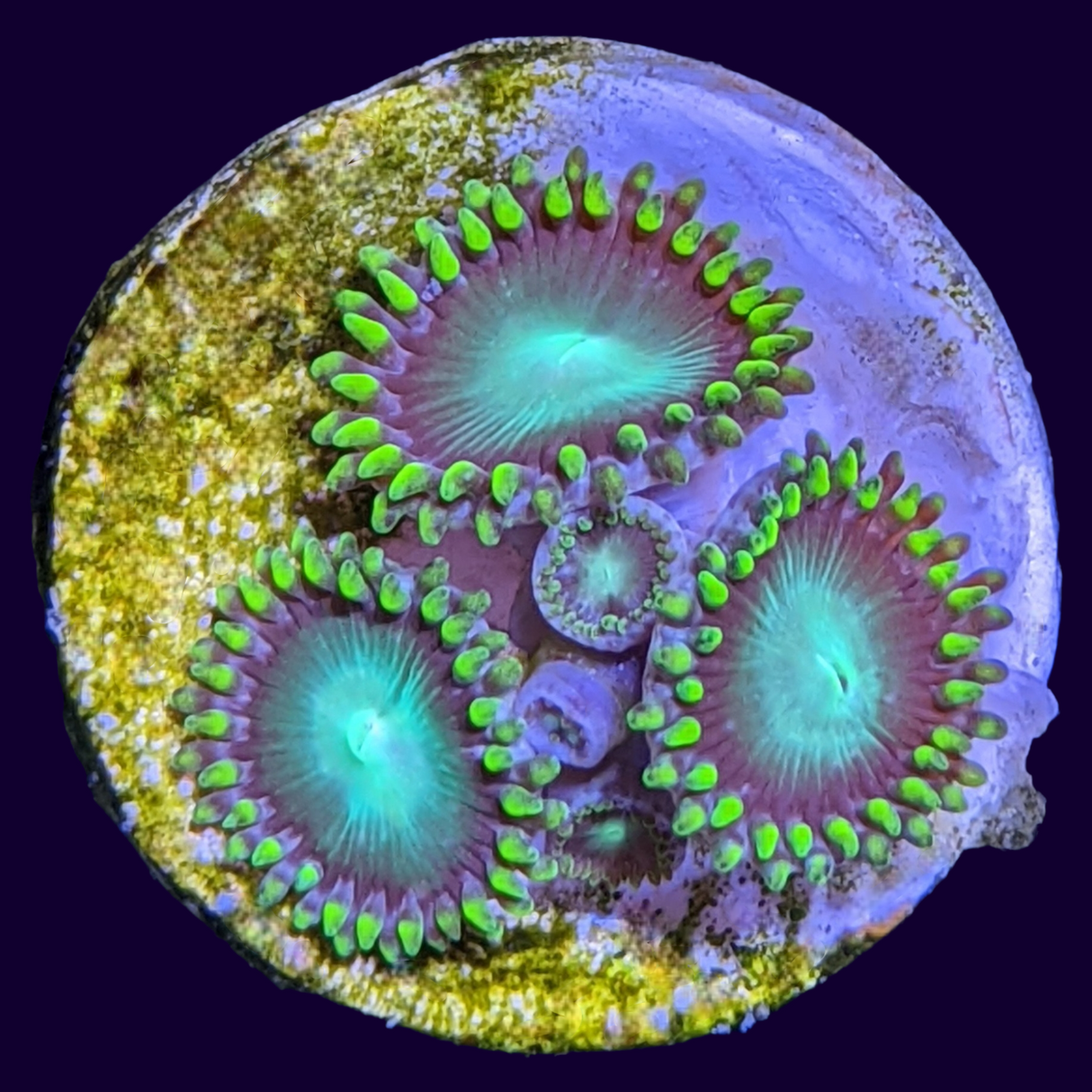 Radioactive Dragons Eye Zoa Frag (UK Grown)