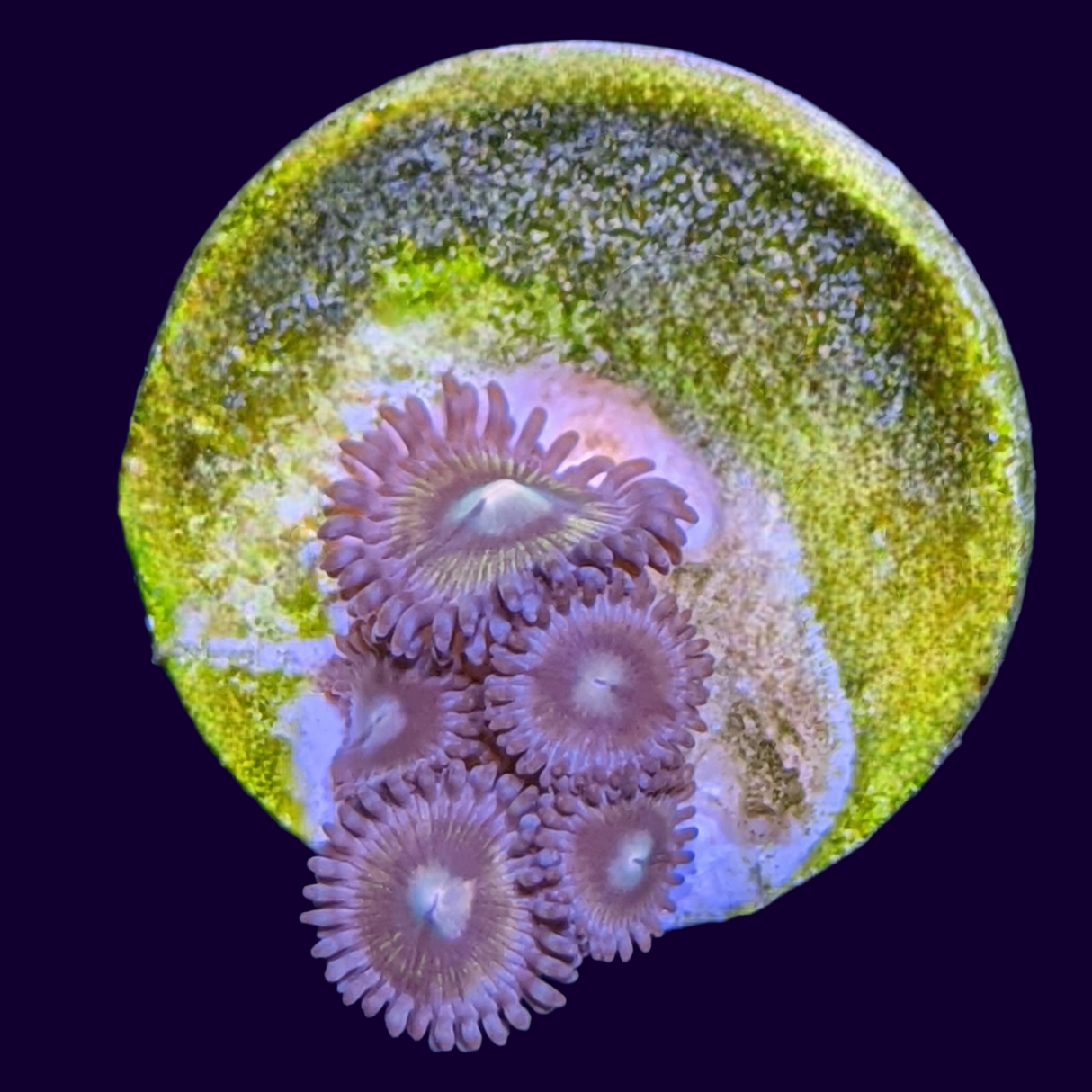 Zoa Frag (UK Grown)