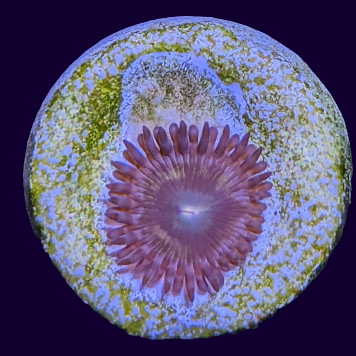 Zoa Frag (UK Grown)