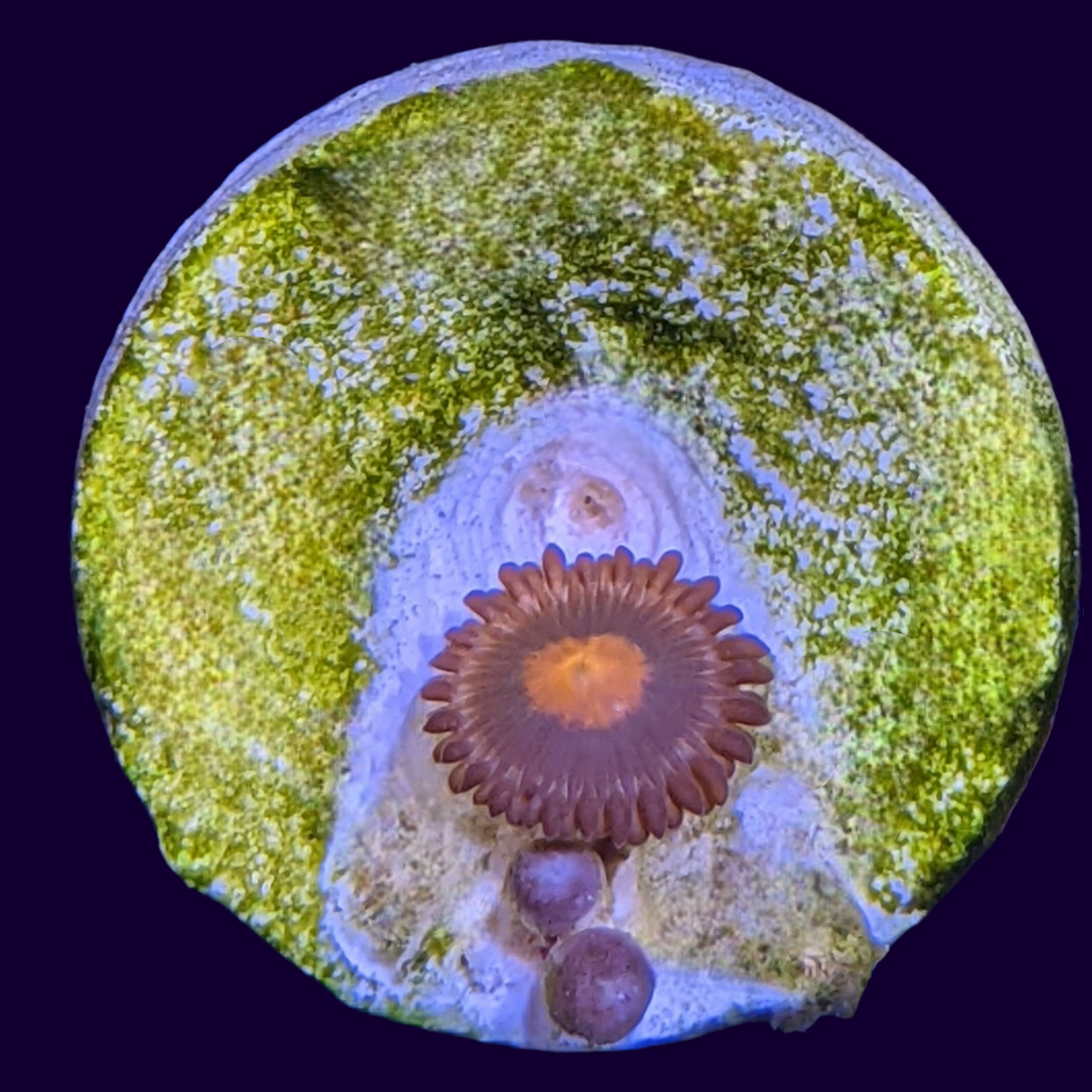Orange Spot Zoa Frag (UK Grown)