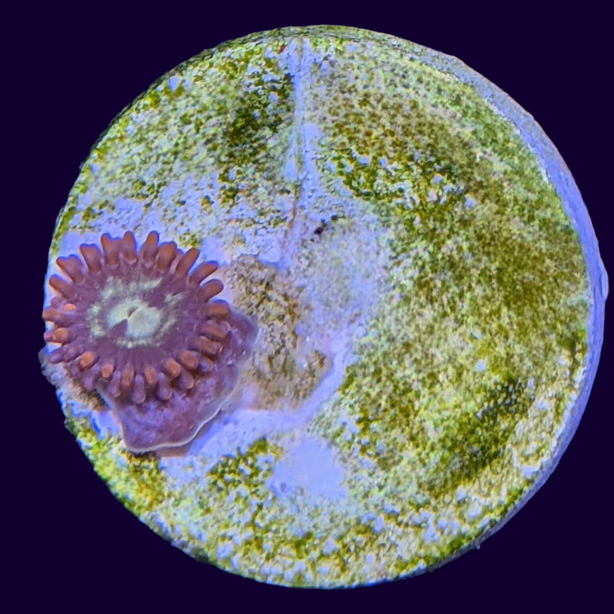 Chocolate Orange Zoa Frag (UK Grown)