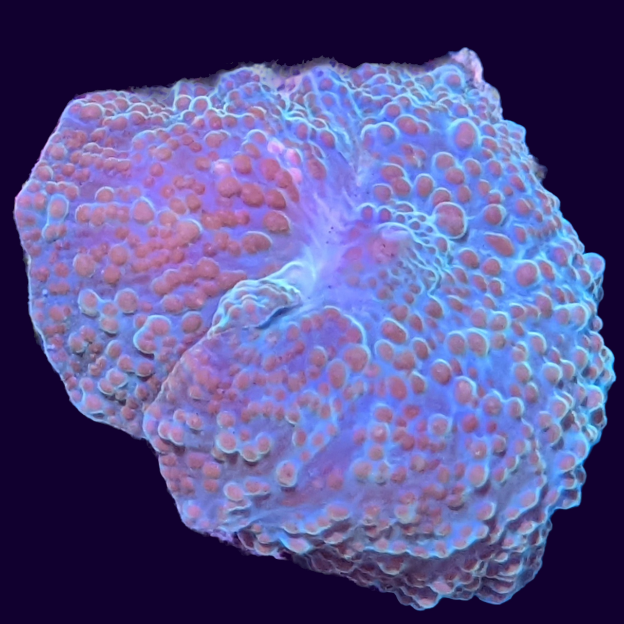 Skittles Discosoma Mushroom