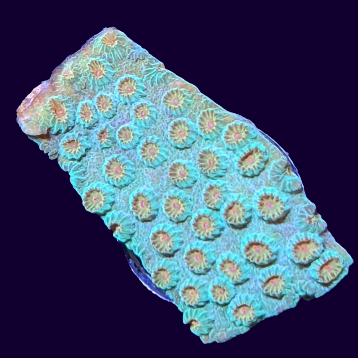 Meteor Shower Cyphastrea