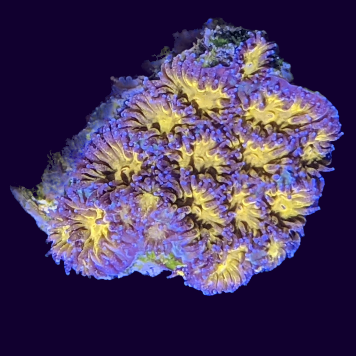 Orange Leptastrea Frag