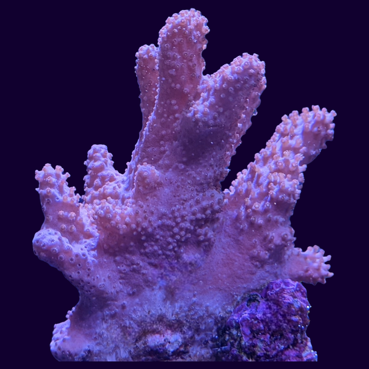 Cladiella (UK Grown)