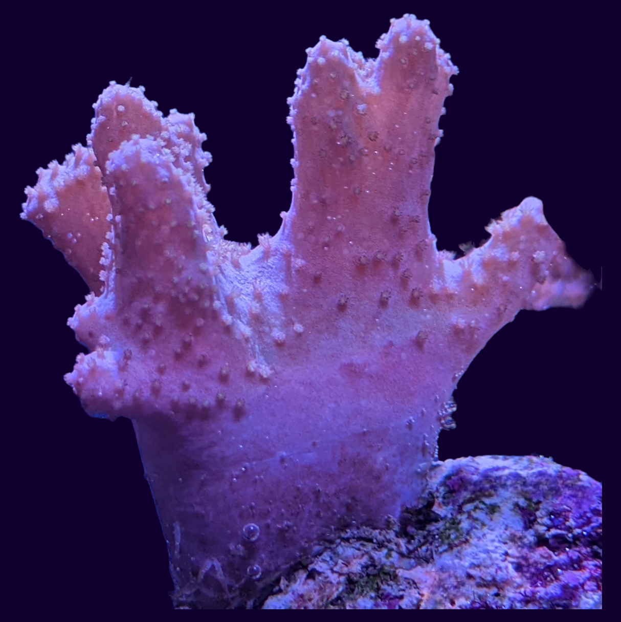 Cladiella (UK Grown)