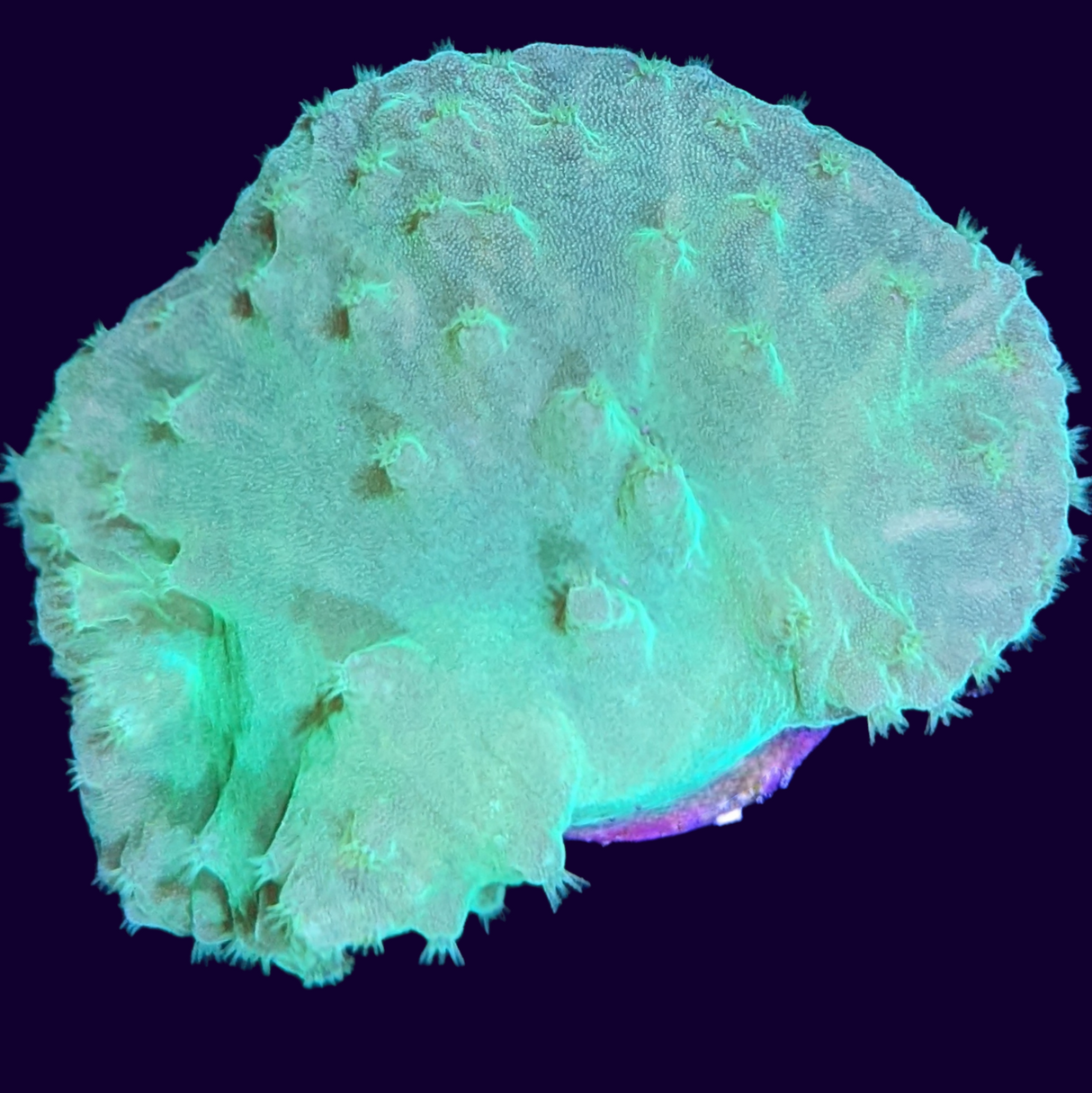 Green Sinularia Dura Cabbage Coral