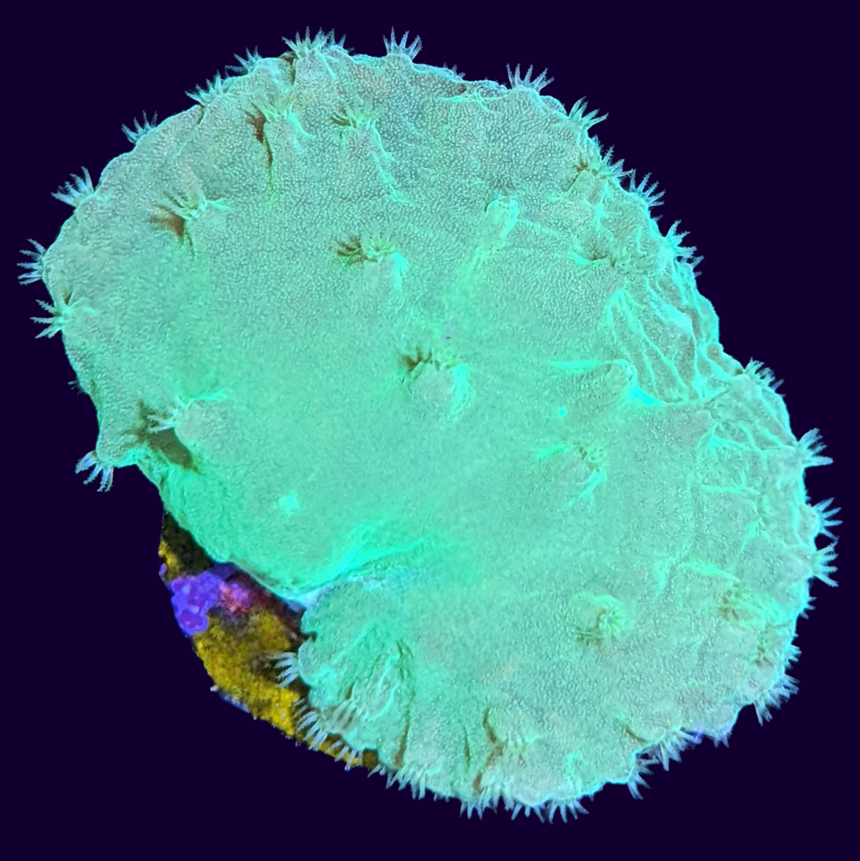 Green Sinularia Dura Cabbage Coral