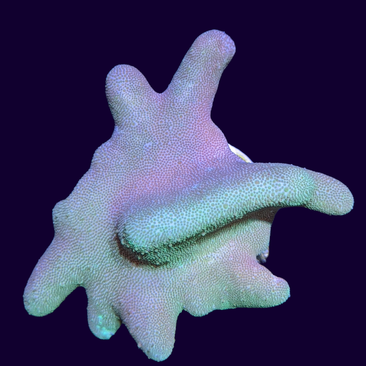 Aquacultured Green Toadstool