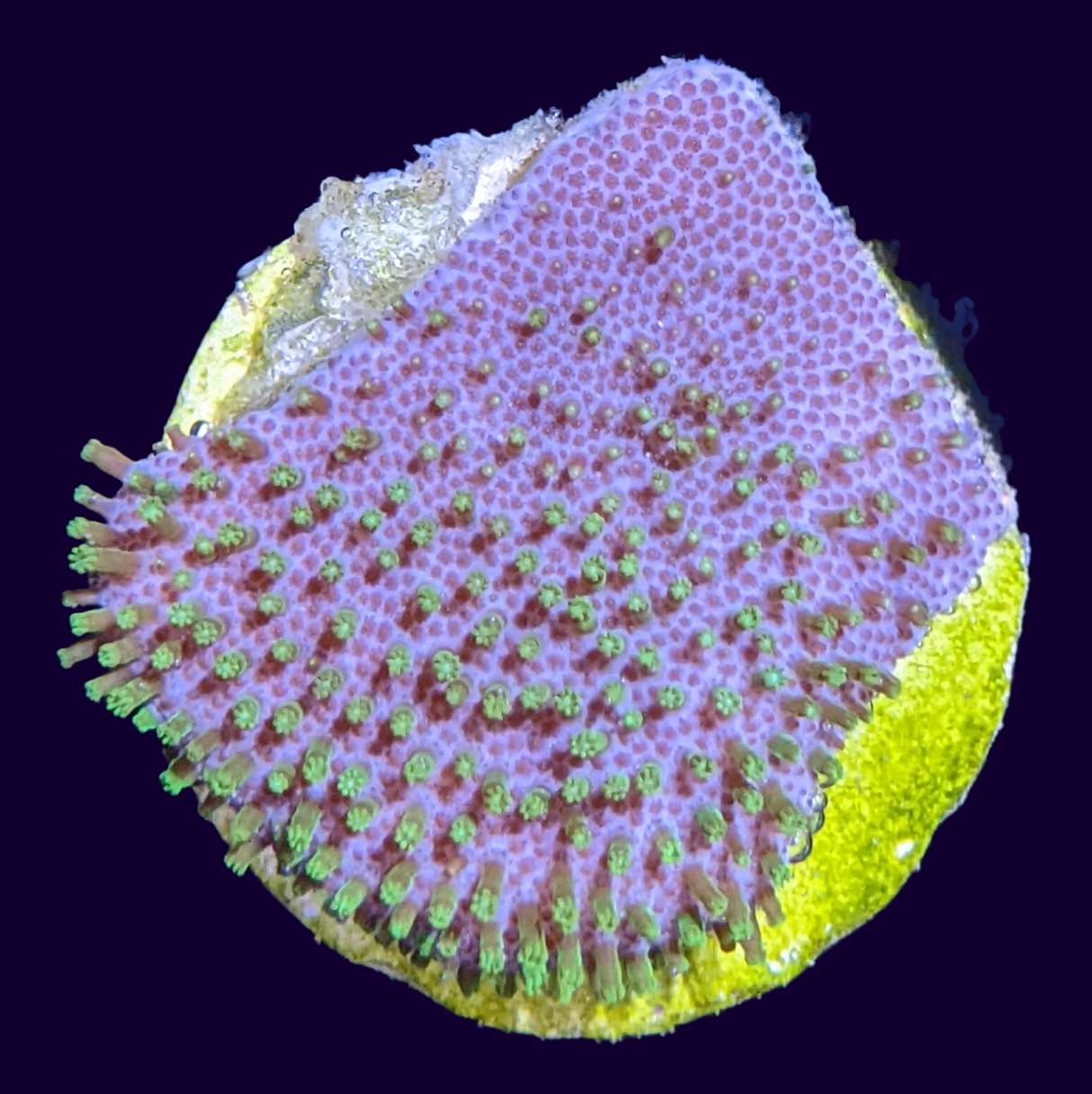 Green Polyp Toadstool Frag