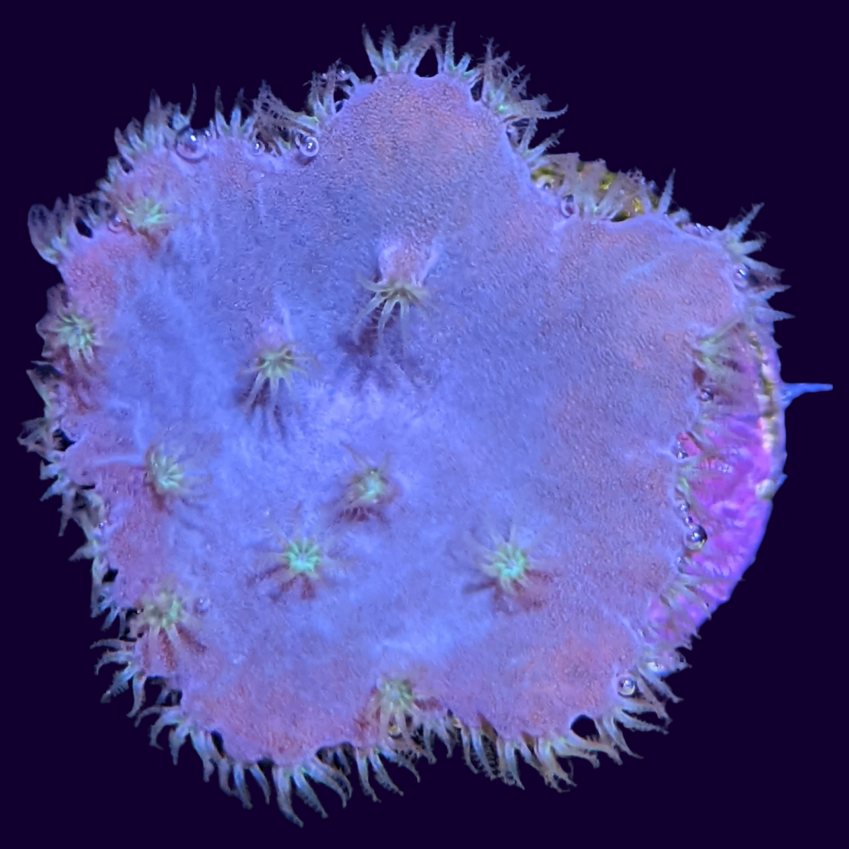 Sinularia Dura (UK Grown)