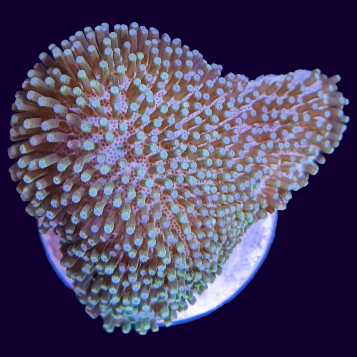 Green Polyp Toadstool Frag