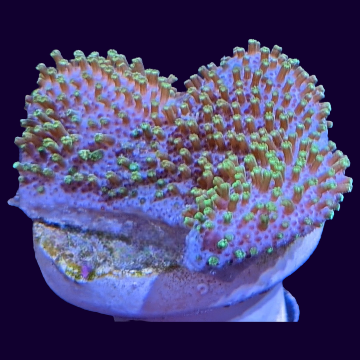 Green Polyp Toadstool Frag