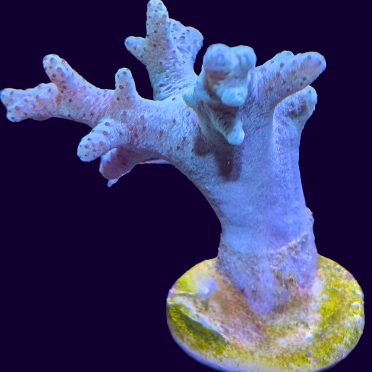 Aquacultured Green Sinularia