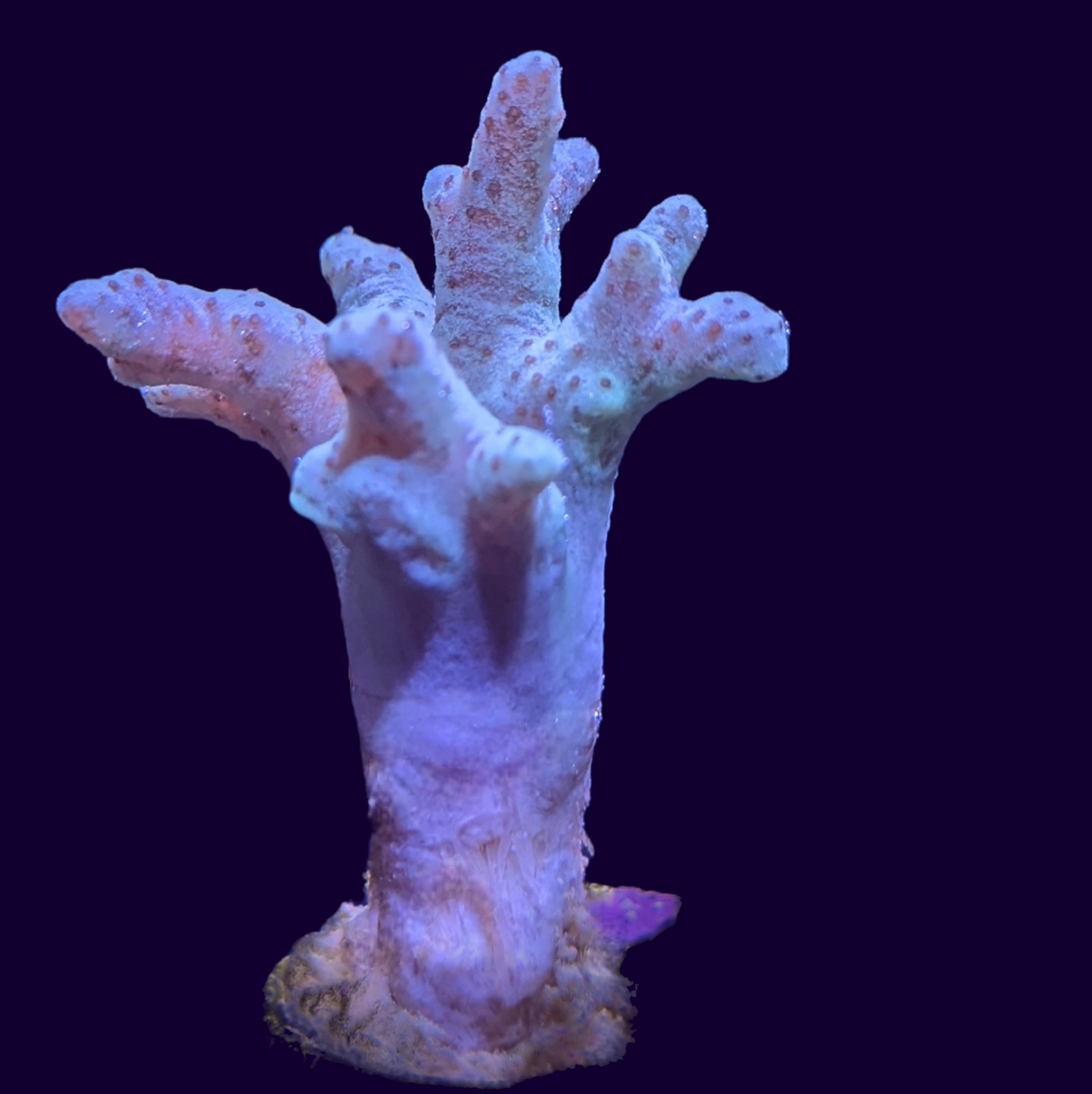 Aquacultured Green Sinularia