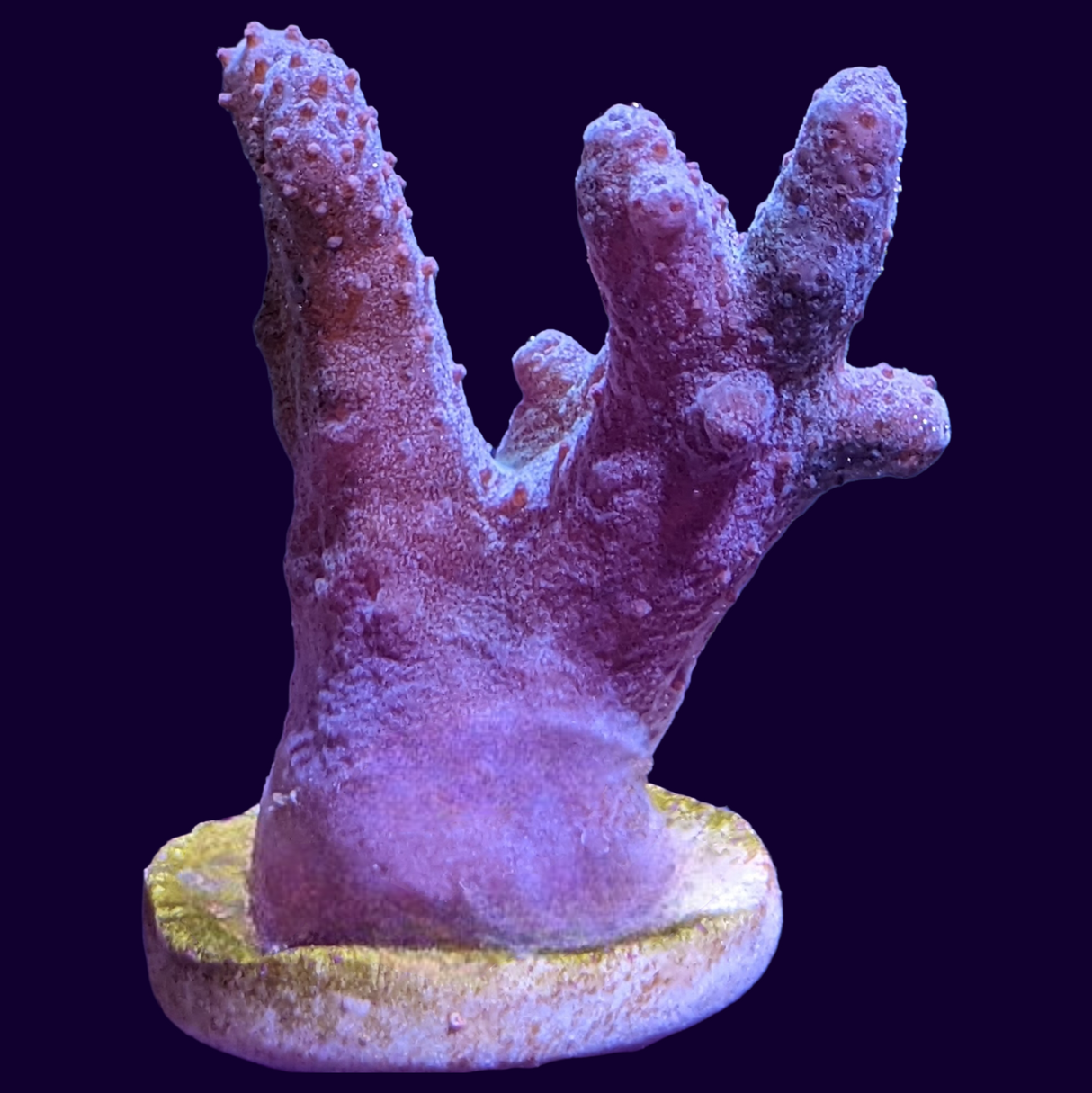 Cladiella (UK Grown)