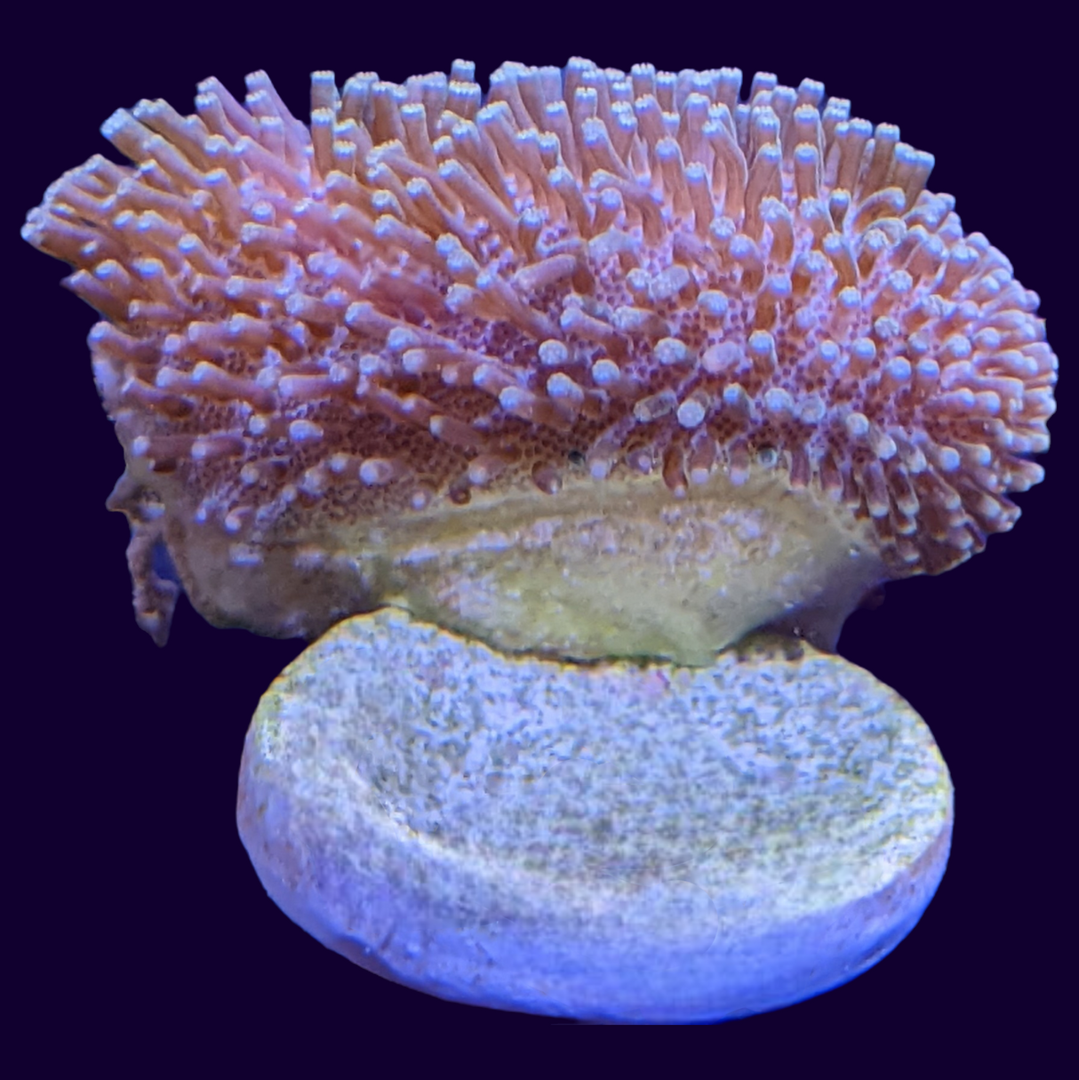 Toadstool Frag