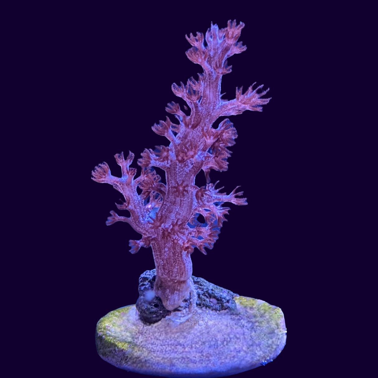 Kenya Tree (UK Grown)