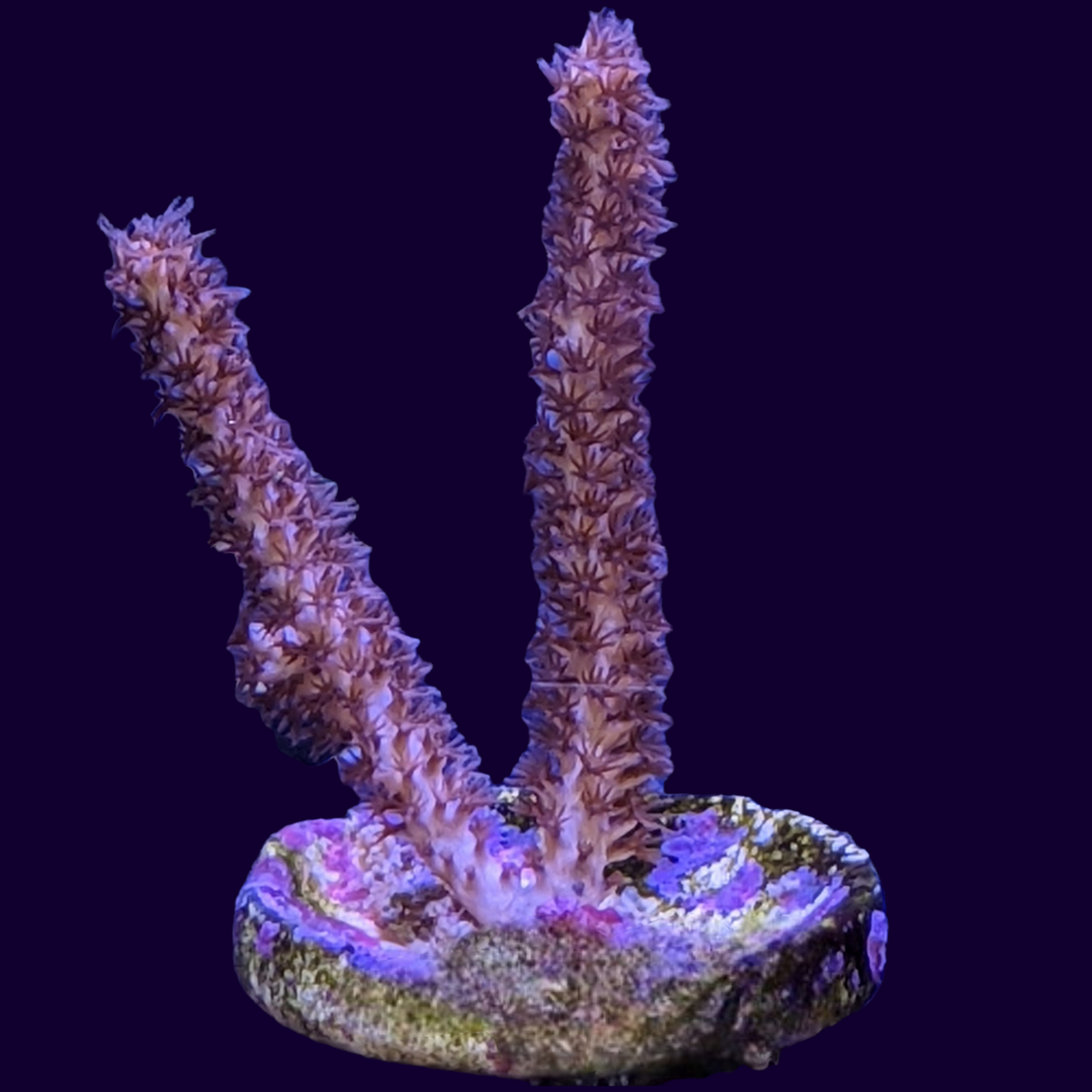 Gorgonian (UK Grown)