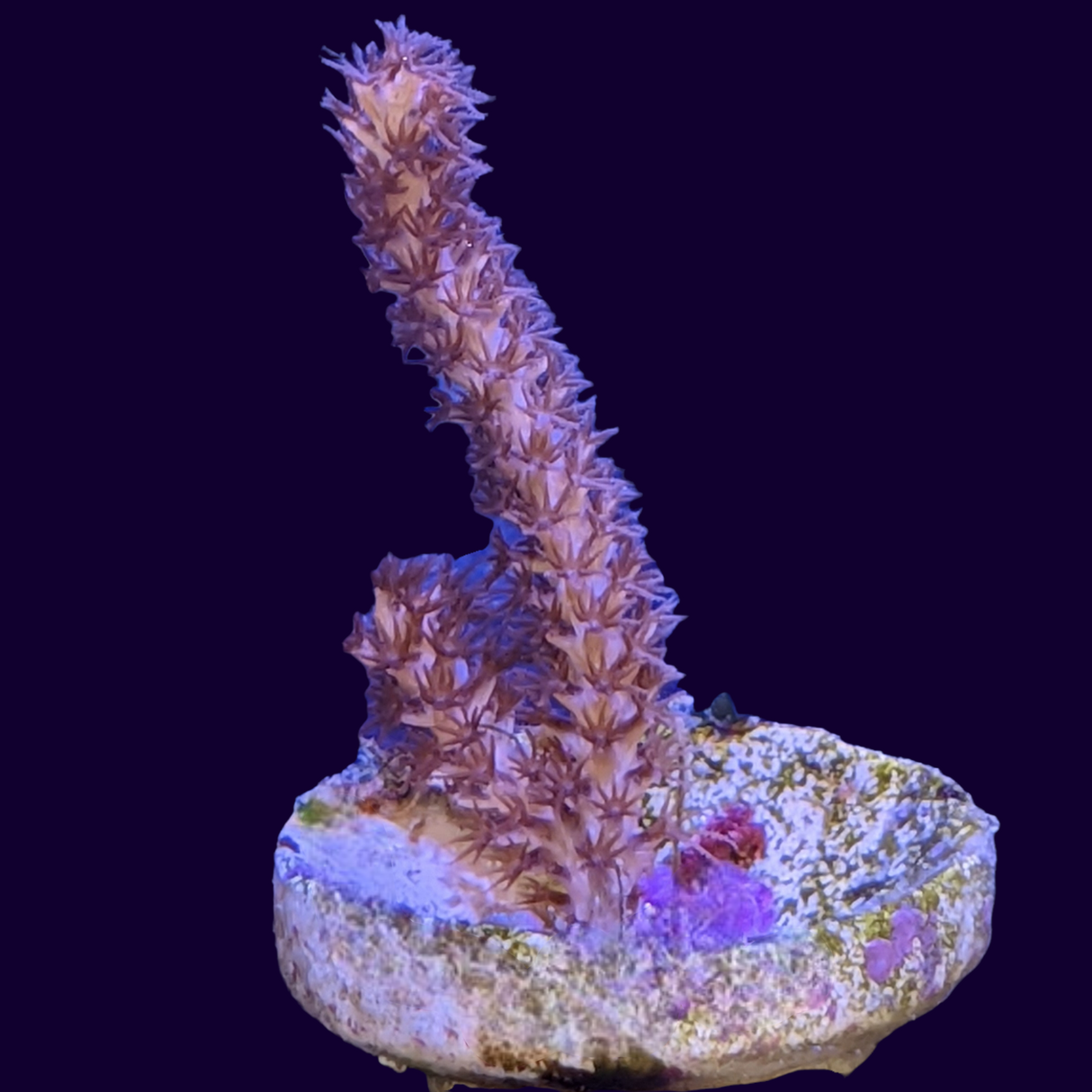 Gorgonian (UK Grown)