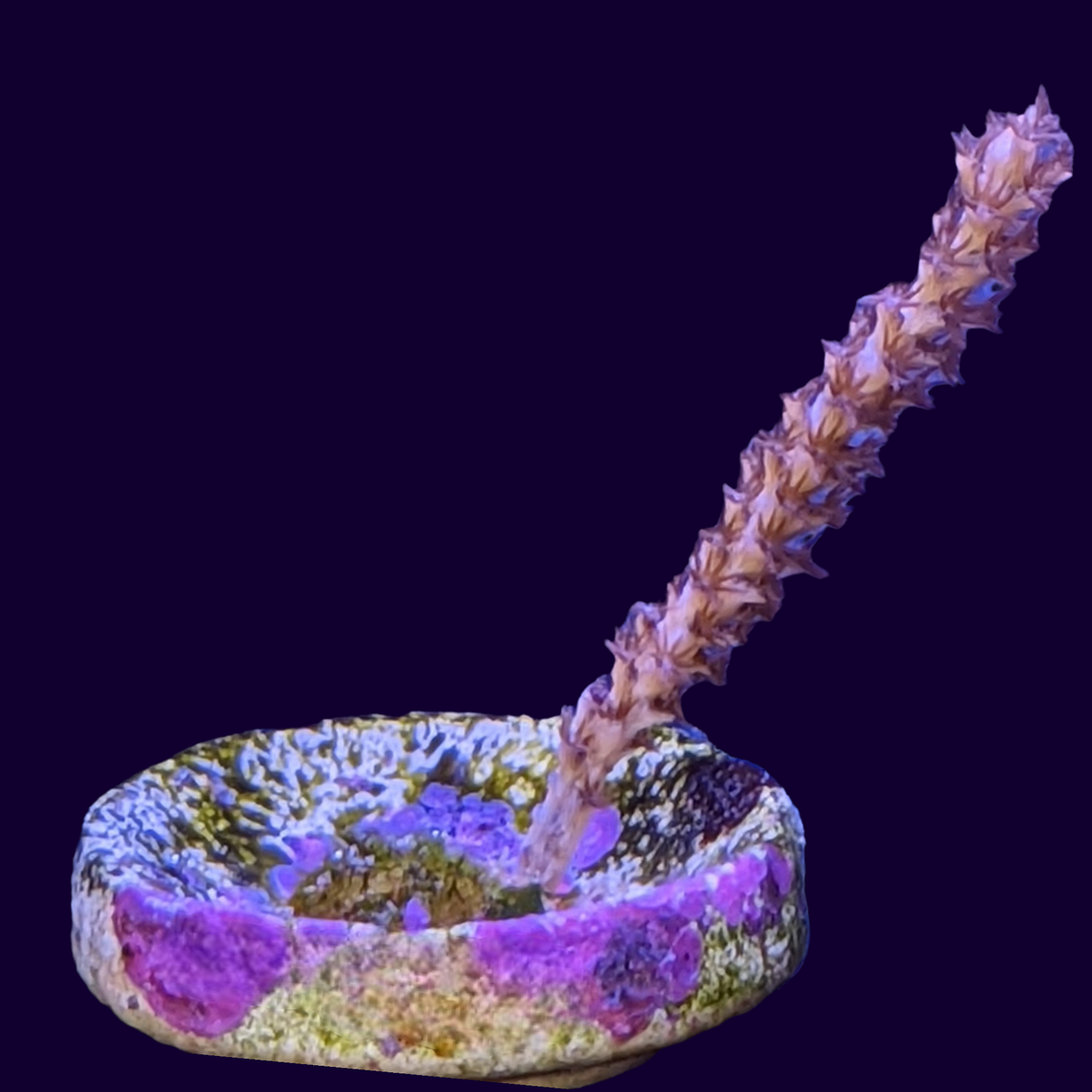 Gorgonian (UK Grown)