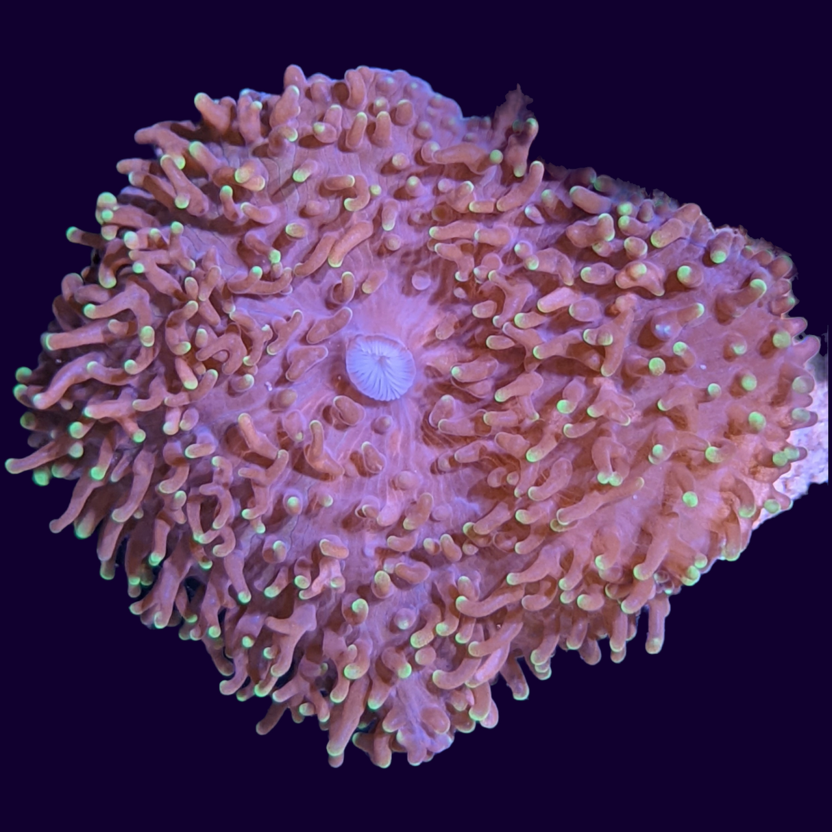 Fuzzy Rhodactis Mushroom