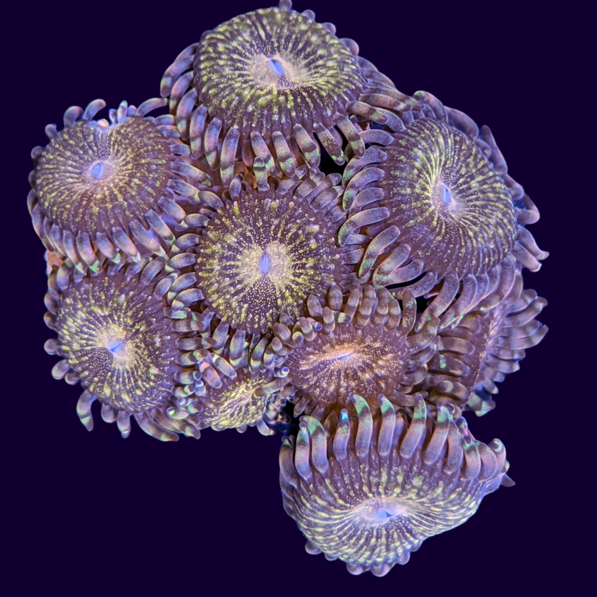 Reverse Space Monster Mini Colony (UK Grown)