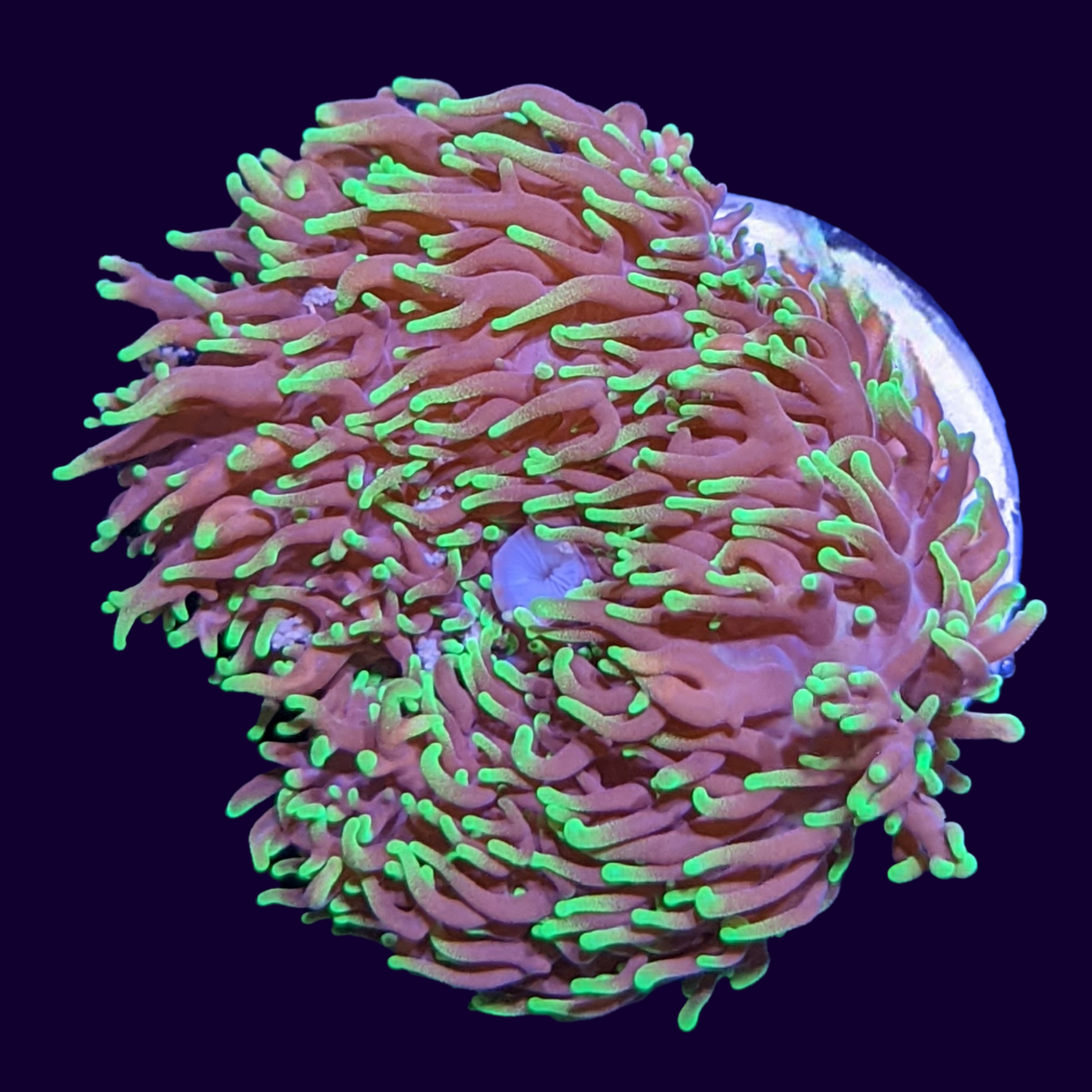 Green Fuzzy Indo Mushroom