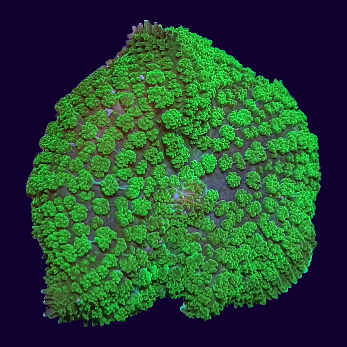 Fuzzy Green Rhodactis Mushroom